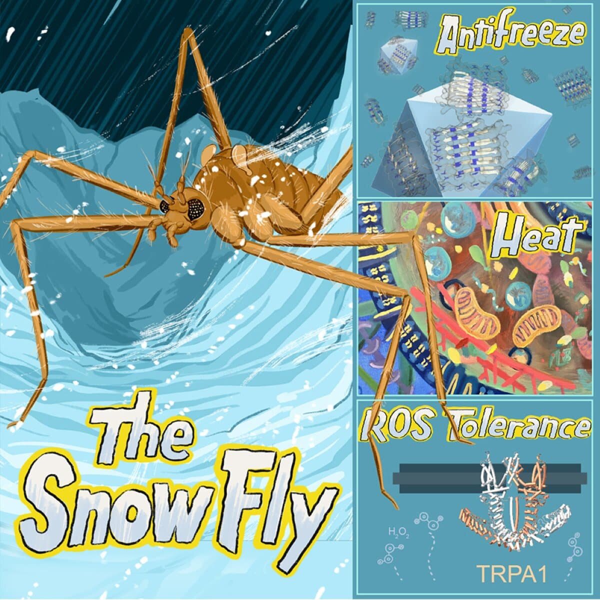    Вся суть исследования в иллюстрации из статьи / © Matthew Capek et al., Current Biology, 2026