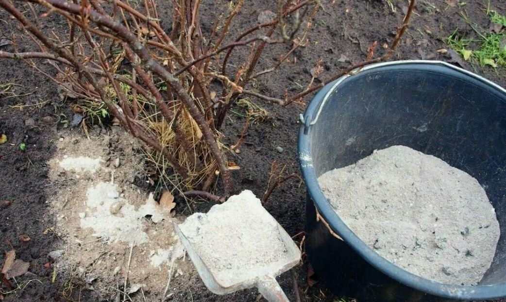 под какие культуры можно вносить золу