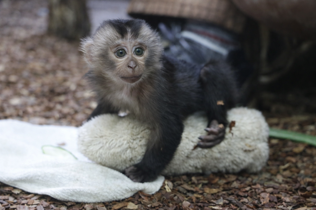 Крошка-макака из Ленинградского зоопарка, которую сейчас выхаживают сотрудники после отказа матери.