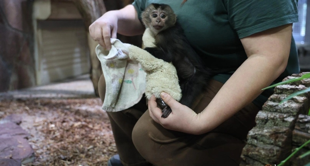 Крошечная макака в руках сотрудницы зоопарка пока ещё ищет опору не в стае, а в тепле человека и мягкой игрушке.