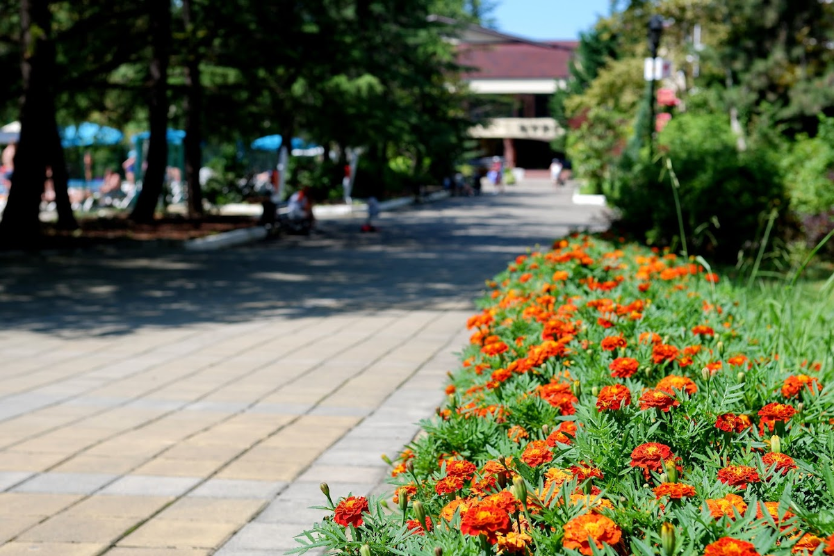 Пансионат "Бургас", аллея
