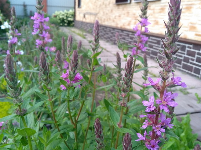 Дербенник иволистный высаженный группой