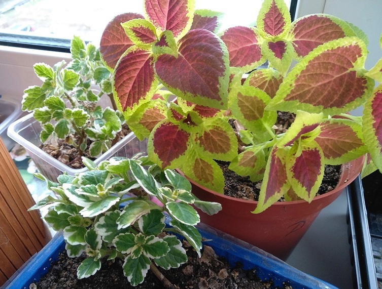 Пока скромные кустики декоративных растений для сада