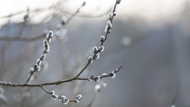 Фото: https://ru.freepik.com/free-photo/vegetation-natural-plants-park_11904789.htm#