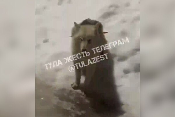 Telegram-канал «Тула Жесть»   📷