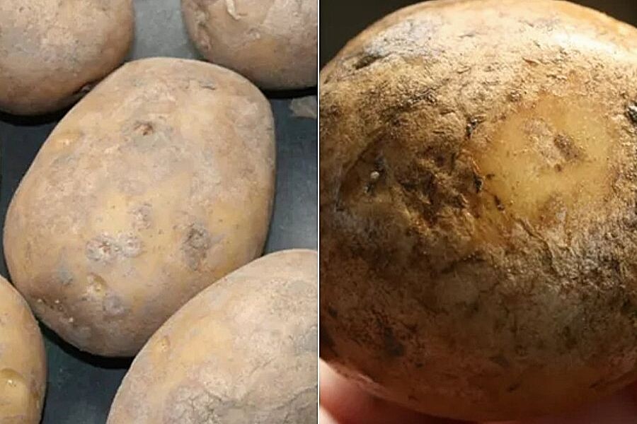 Серебряная парша на картофеле.