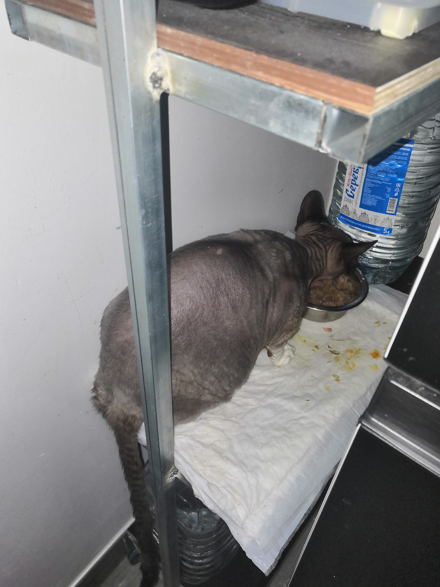 Ест Хлоя теперь на стелаже, раньше ела на телефизорной тумбе, но ее больше нет - там аквариум