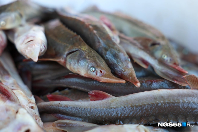 Источник: Евгений Софийчук / NGS55.RU 
