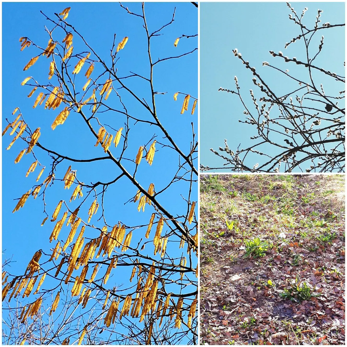 Коллаж автора статьи 27.03.2026г.