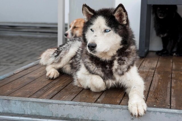    В феврале клеща в Перми сняли с собаки. Фото: freepik.com
