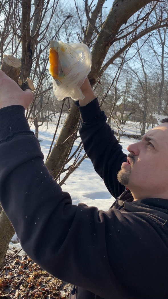 Замазка среза варом.