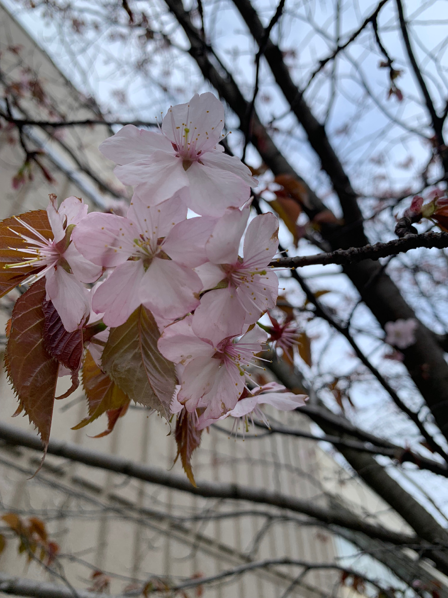 Фото автора (Сакура у бывшего японского центра МГУ) 