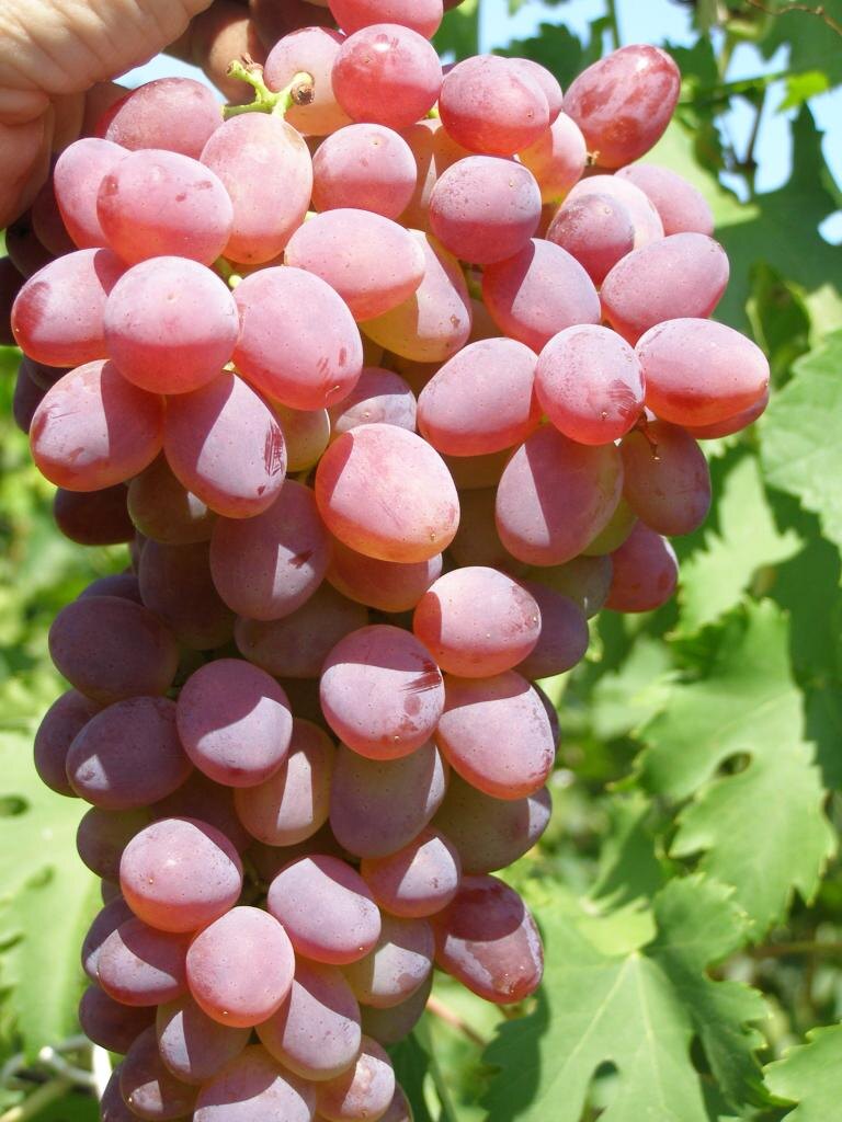 Аксайский кишмиш: Фото: https://www.plodopitomnik-kazan.ru/goods/109/