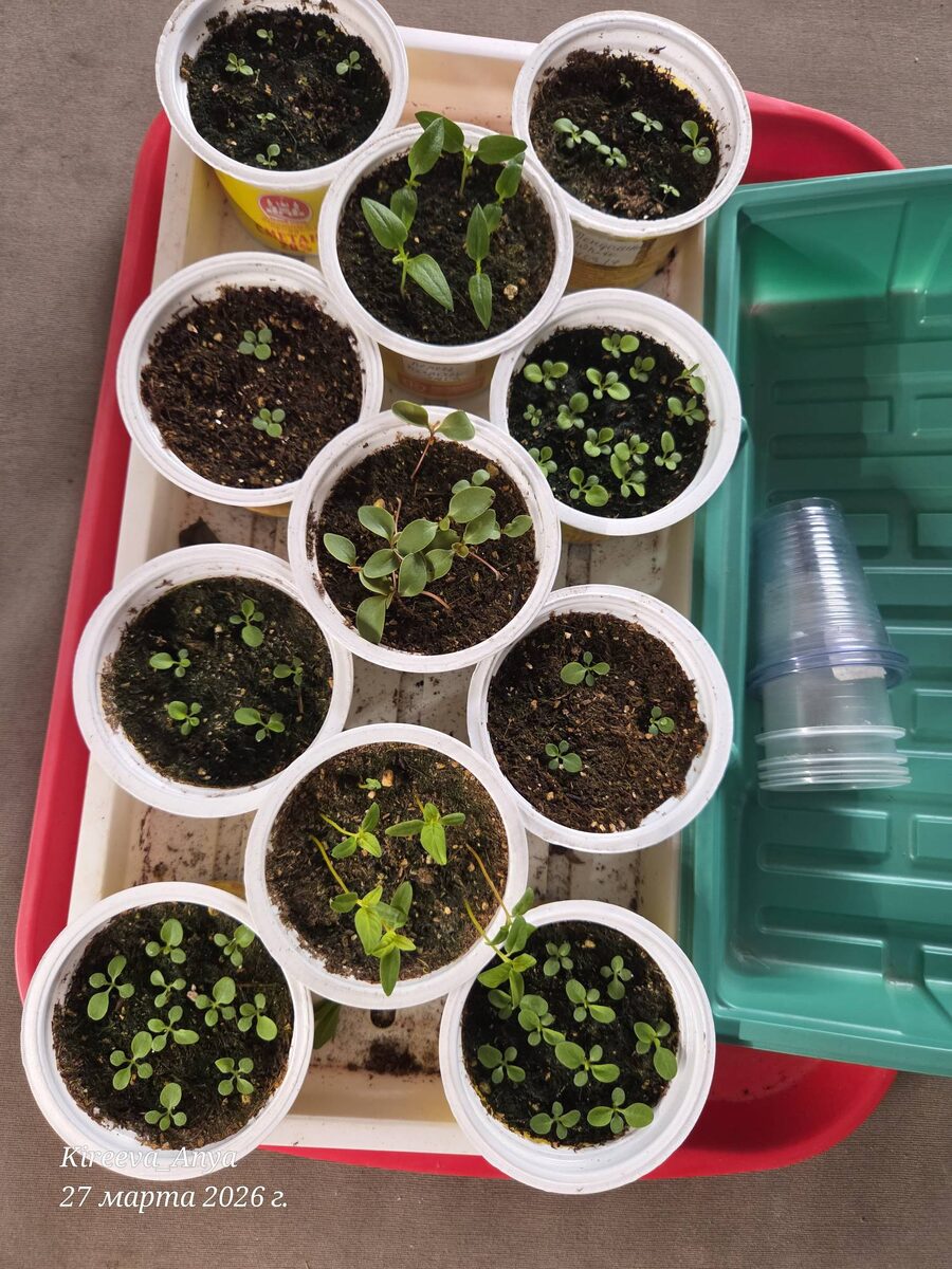 До пикировки