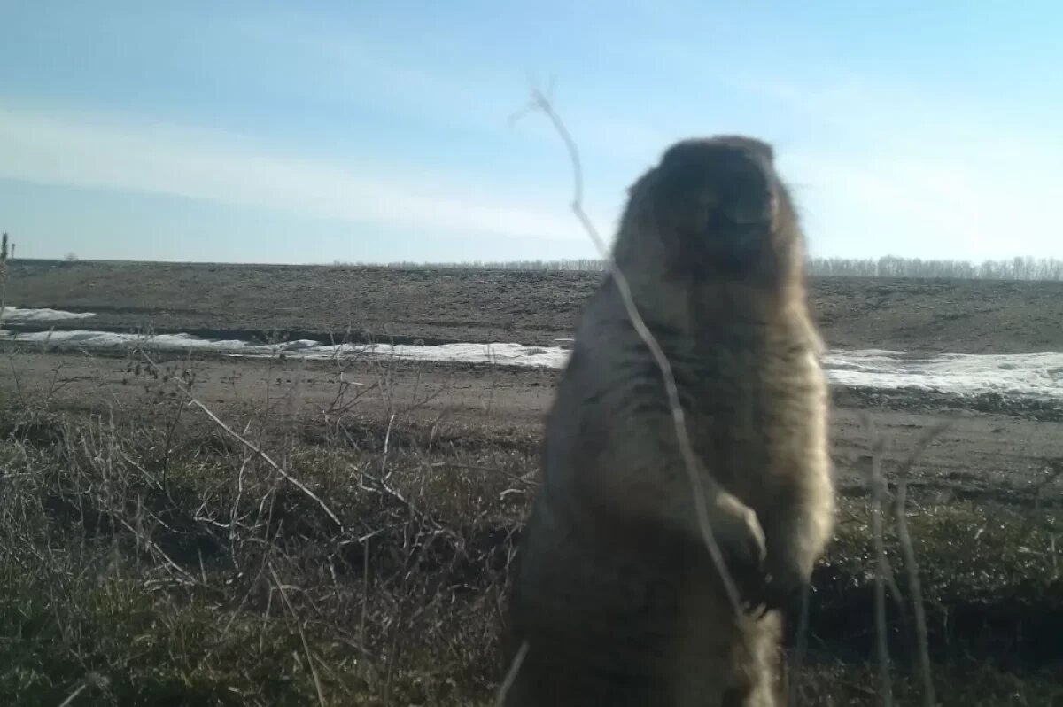    В Саратовской области после зимы вышли из спячки в марте байбаки