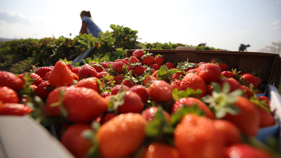 Виталий Тимкив/РИА «Новости»   📷