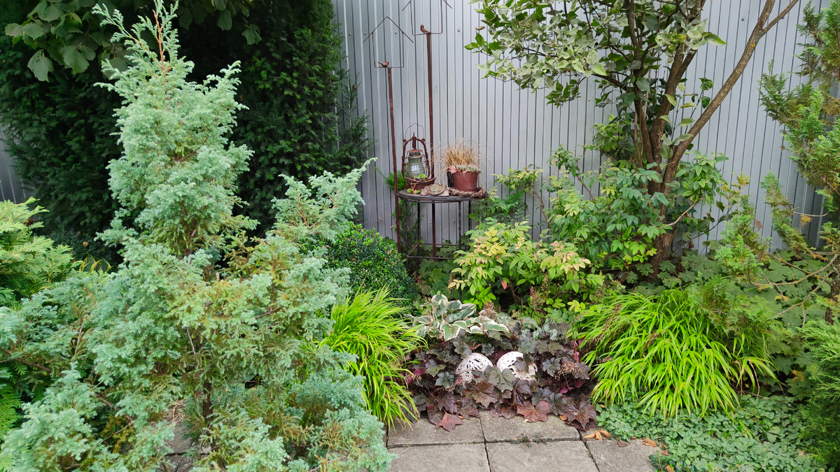 Кипарисовик Беби блю на фото слева.