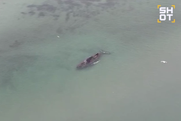 Кадр видео: Telegram-канал «SHOT»  📷