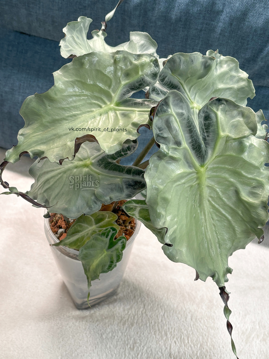 Алоказия Веном