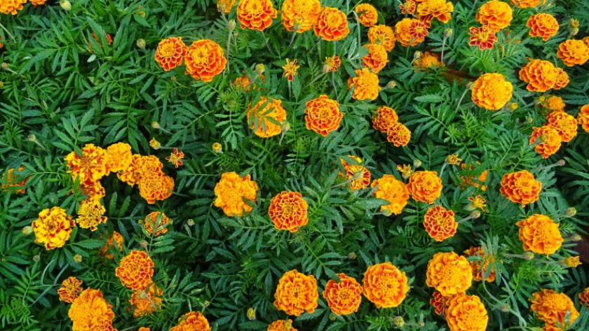 Ленивая клумба: цветы, которые я сею прямо в грунт без рассады