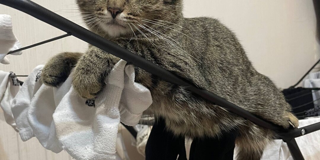 Кошка КИСА ищет дом🏡