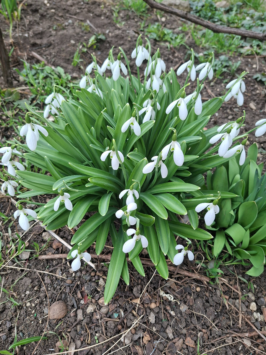 Подснежники