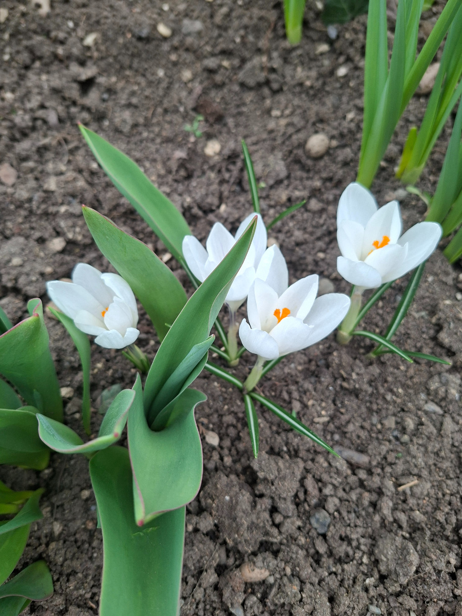 Крокус белый