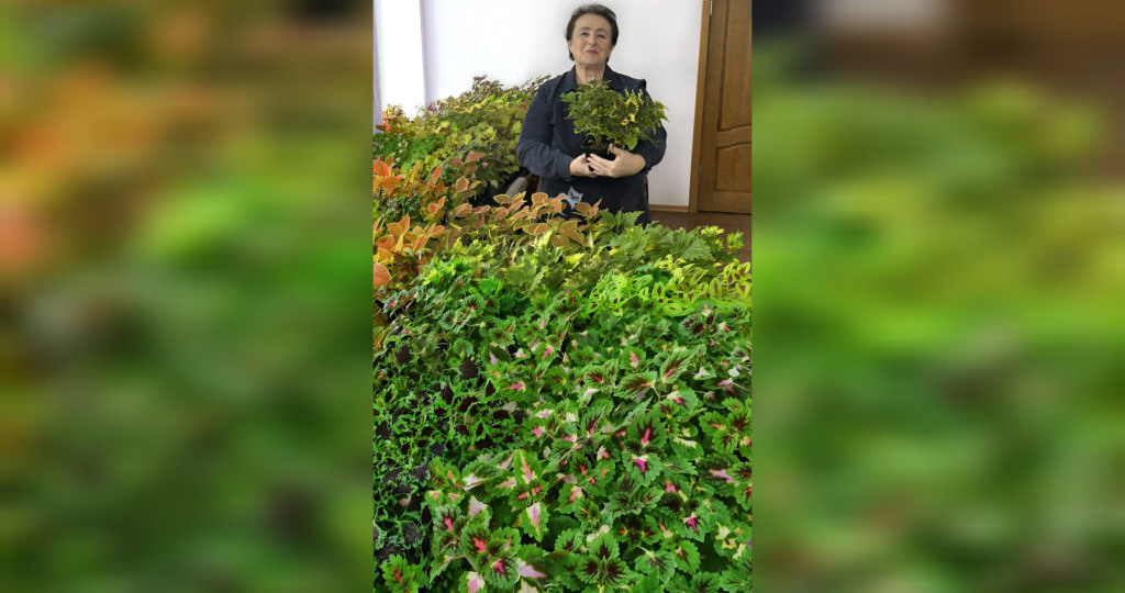 Никогда не берите колеусы!