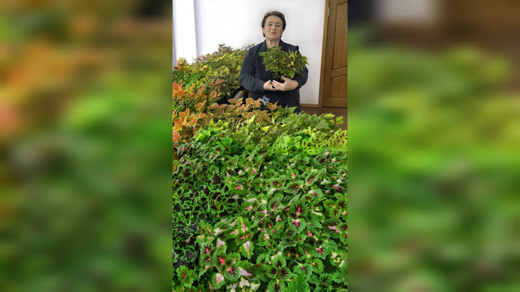    Не сомневайтесь, это не фотомонтаж. Рассада колеуса, готовая к посадке на редакционную клумбу, заняла все столы в кабинете. Досчитала саженцев до трехсот и сбилась ос счета. Фото Евгении Мажитовой. Евгения Орлова