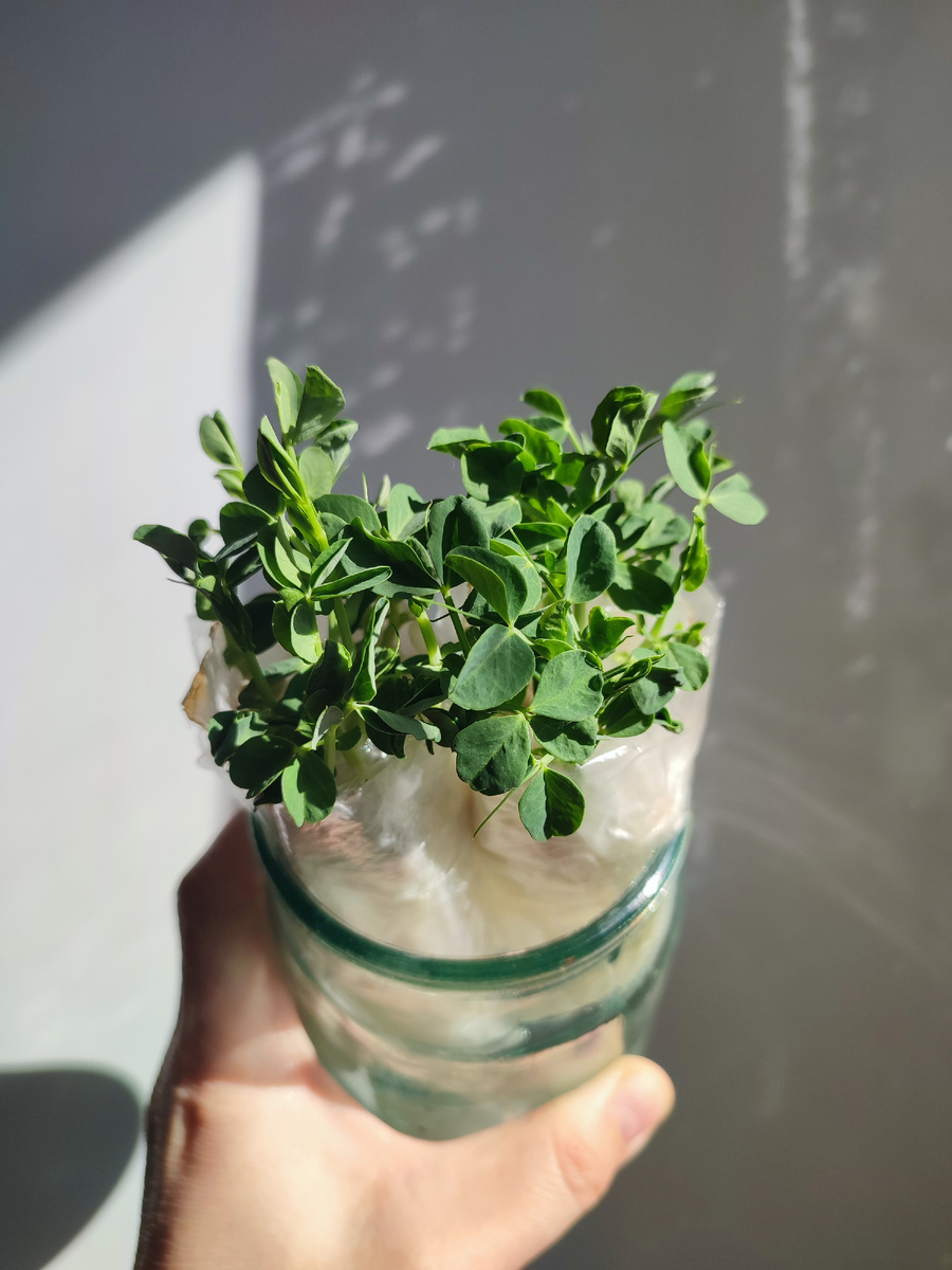 27 марта. Горошек подрос