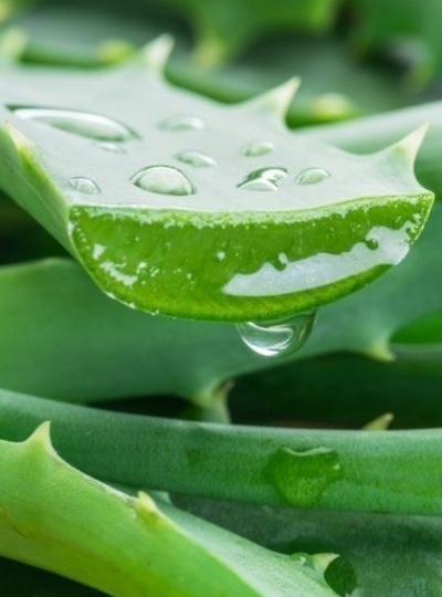 СИМВОЛ ТЕРПЕНИЯ: 5 причин завести АЛОЭ сегодня