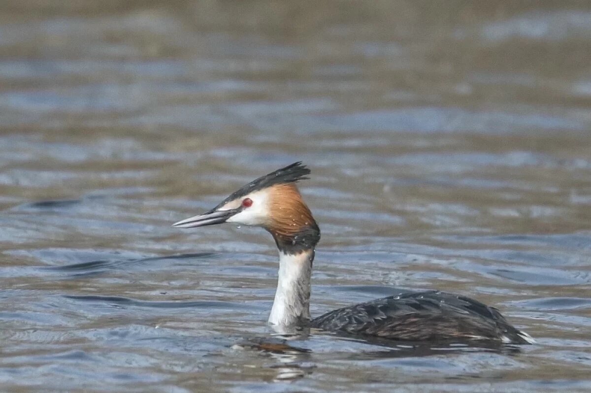   Красоту большой поганки показала фотограф из Волгограда