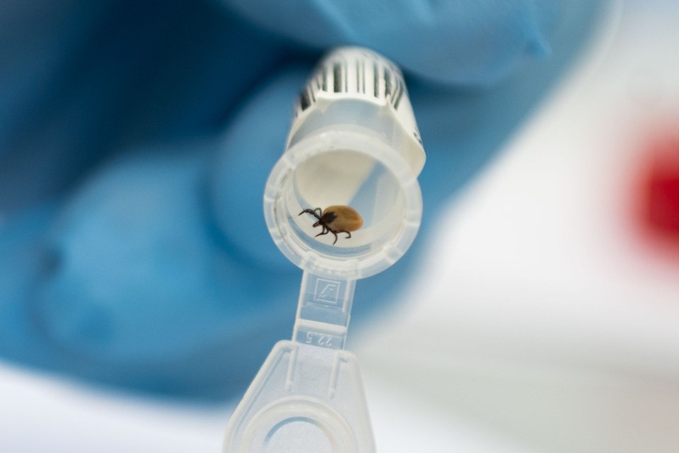    В Иркутской области зафиксированы первые укусы клещей Юлия ПЫХАЛОВА