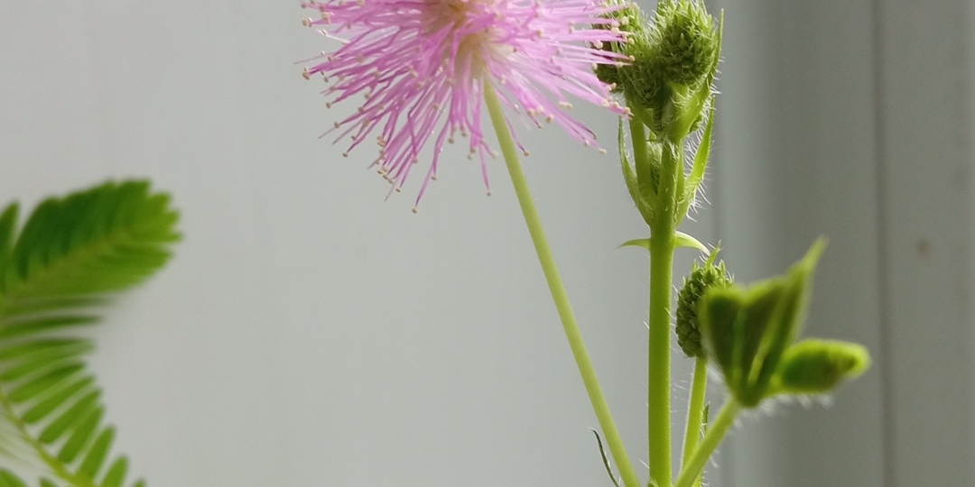 Что стало с любимой мимозой моей?