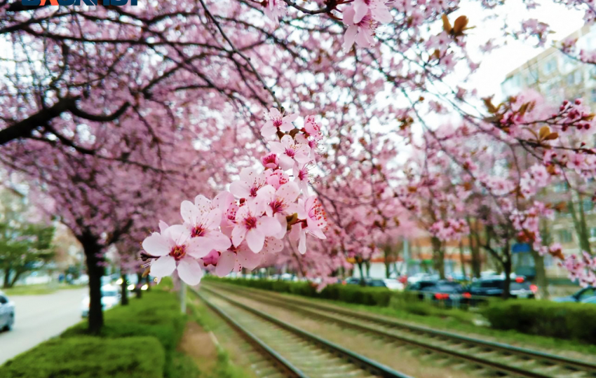 Вторая Япония: Краснодар утонул в цветении слив Писсарди