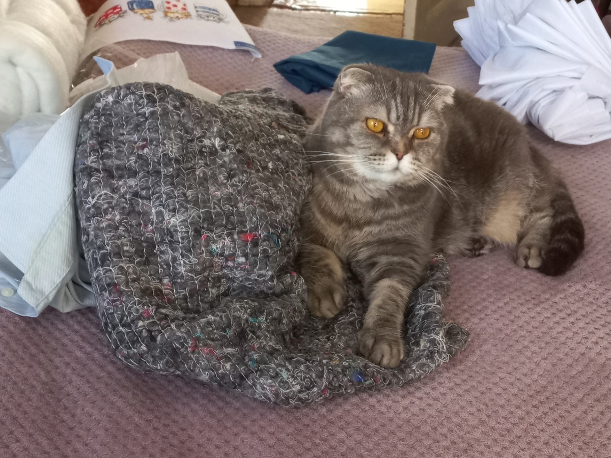 Кошечка моя Плюшечка