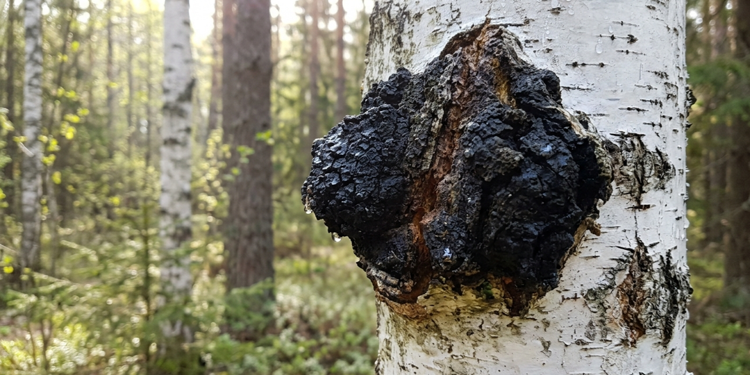 Забытый дар лесов: Тайна «черного золота» северных берез