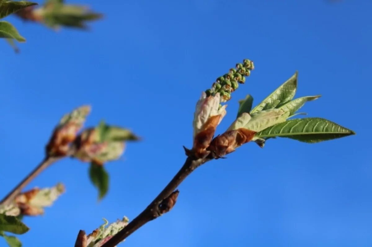    26 марта воздух в Ижевске прогрелся до +13,7°С, обновив максимум 2021 года