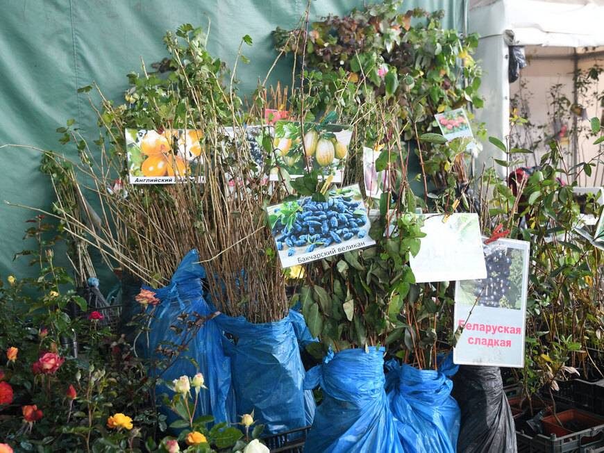 мэрия Казани