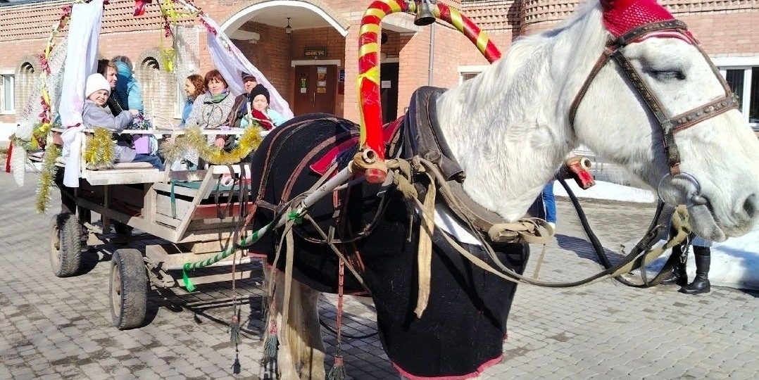 Костромичи приехали в ЗАГС на… лошади