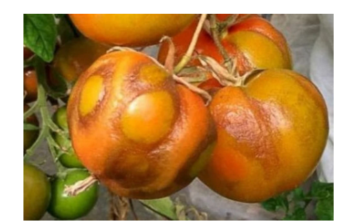 Фото: ФГБУ "ВНИИЗЖ"