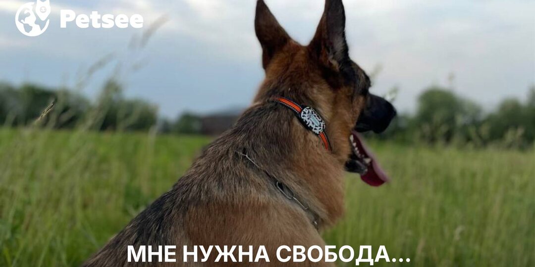 Собака на цепи: правда, которую не хочется слышать (но нужно)