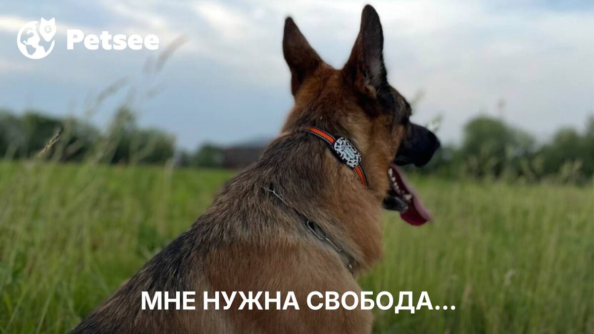 Собака на цепи: правда, которую не хочется слышать (но нужно)