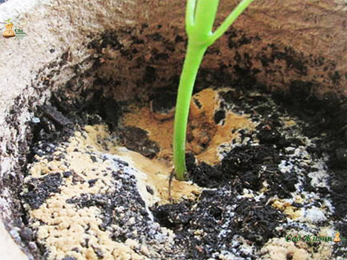 Белый налёт на поверхности — это не всегда болезнь, но всегда сигнал, что условия нарушены