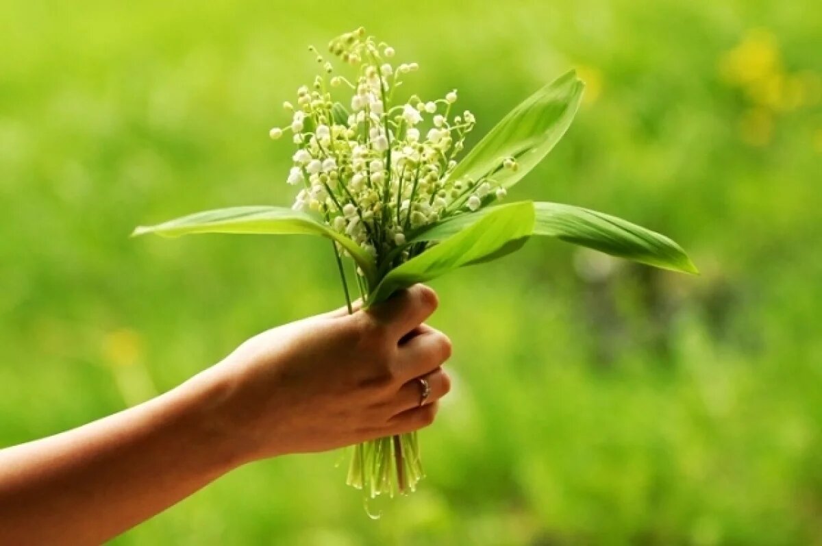    Ландыш встречается повсеместно в лесной зоне Евразии, но в ряде регионов стремительно исчезает.