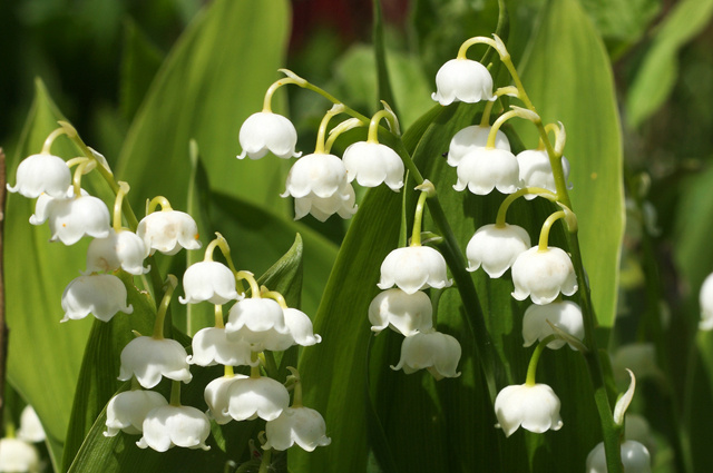    Ландыш майский. Фото: Shutterstock.com