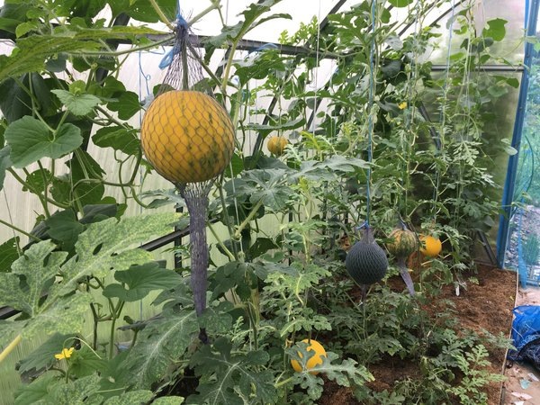 Как выбрать поликарбонат для теплицы?