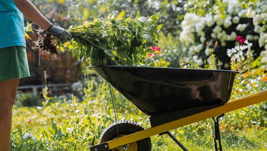    Спрос на товары для сада и огорода вырос в Ленобласти с приходом тепла Автор фото: PhotoJuli86 / Shutterstock / FOTODOM
