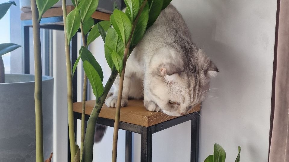 Поедатель цветов в деле