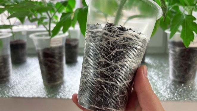 Посадил томаты в холодную теплицу в апреле. 7 условий — все кусты прижились